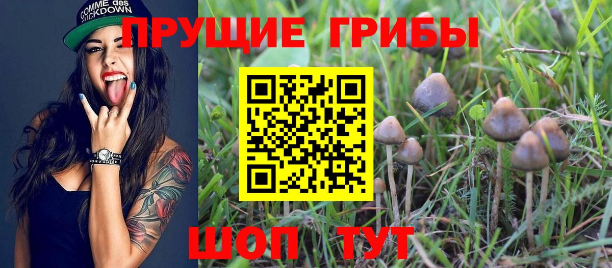 Псилоцибиновые грибы Psilocybine cubensis Ноябрьск
